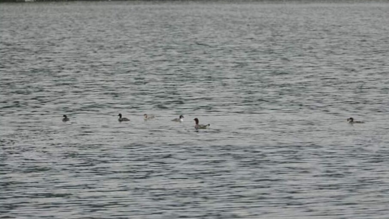 Photo of Outdoor in Wolfeboro