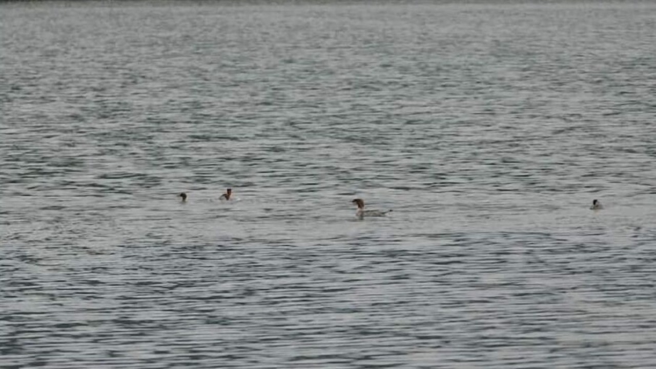 Photo of Others in Wolfeboro