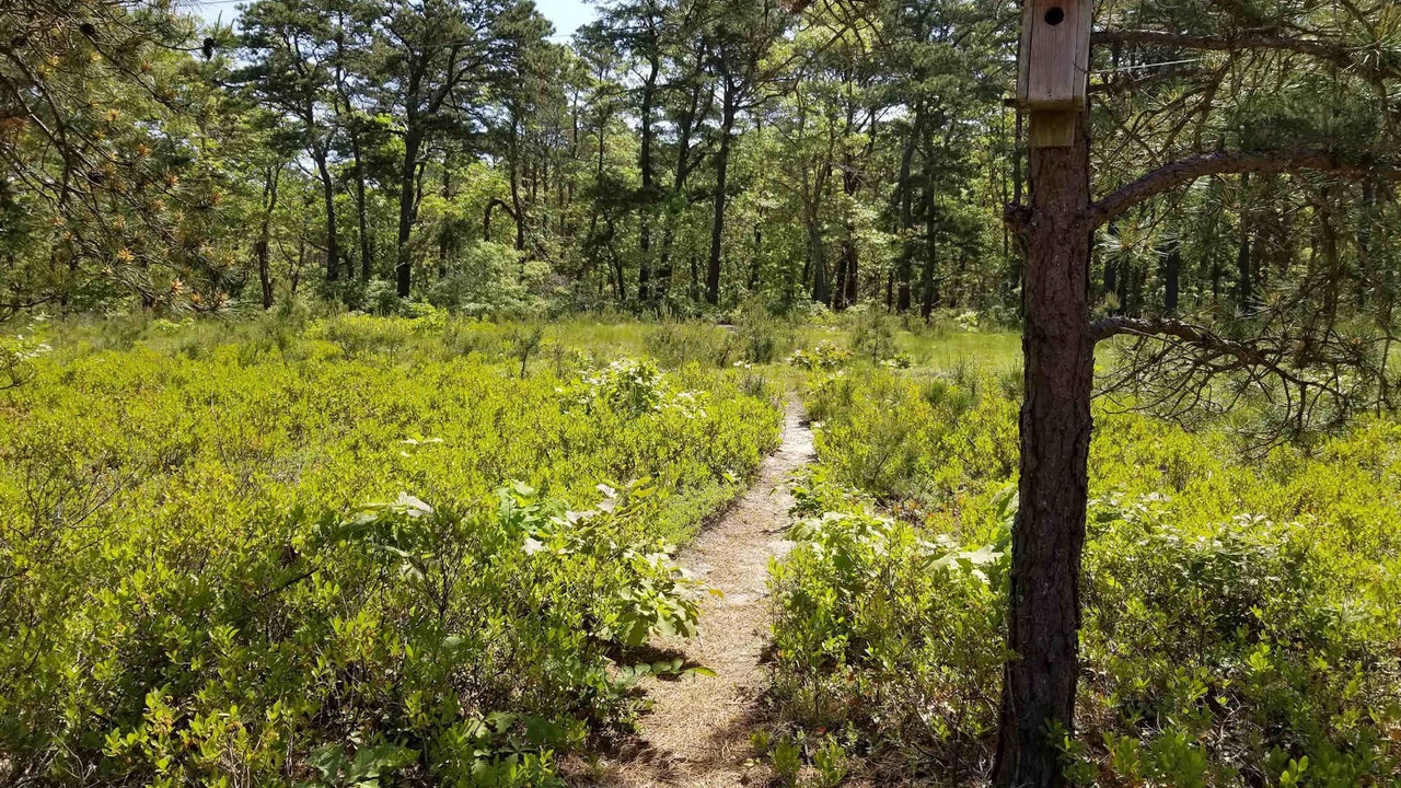 Photo of Others in Wellfleet