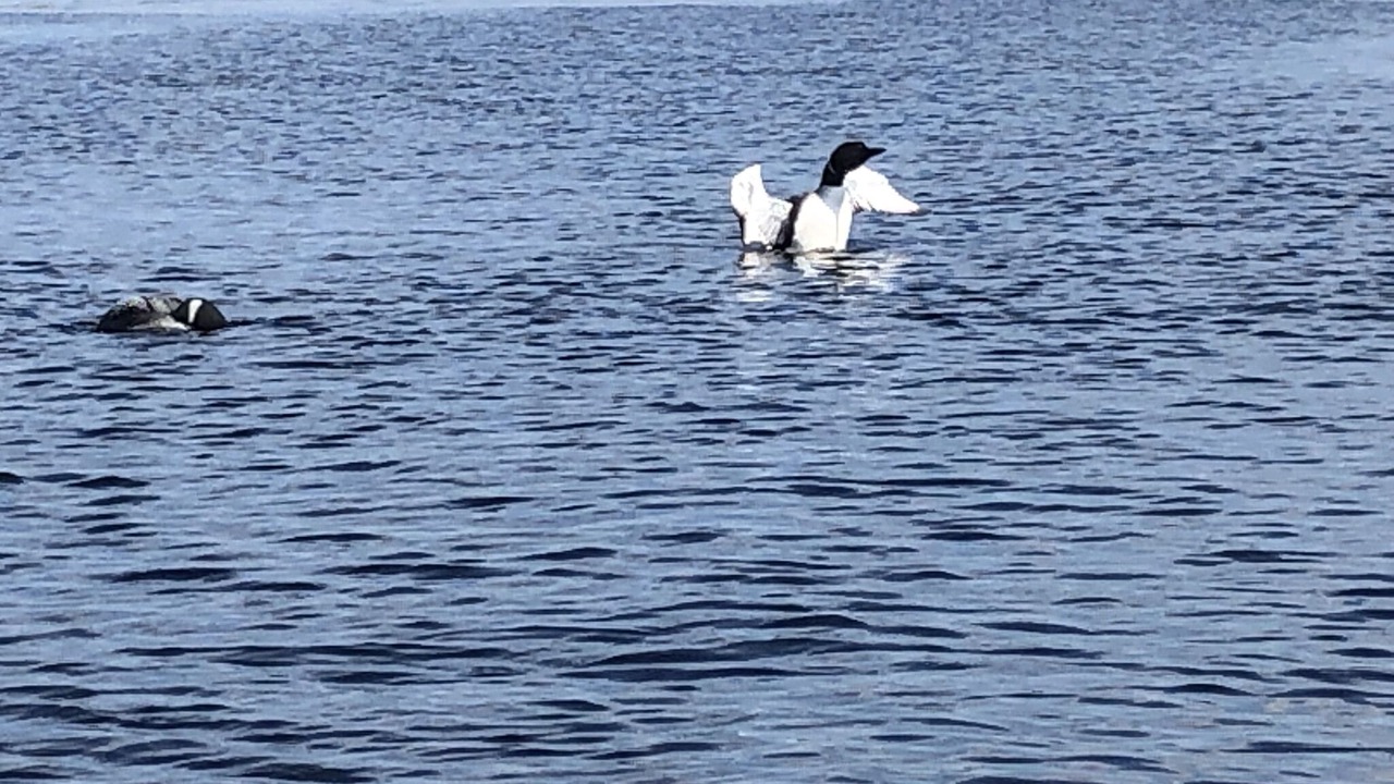 Photo of Others in Moultonborough