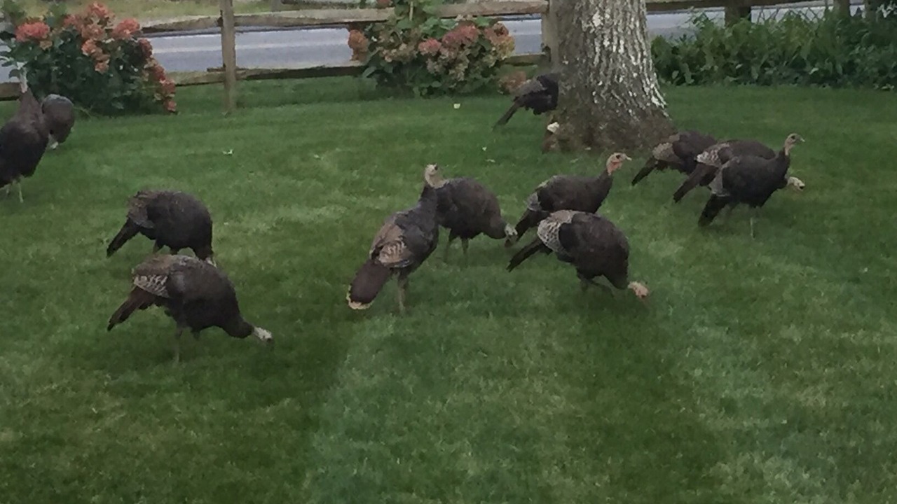 Photo of Outdoor in South Yarmouth