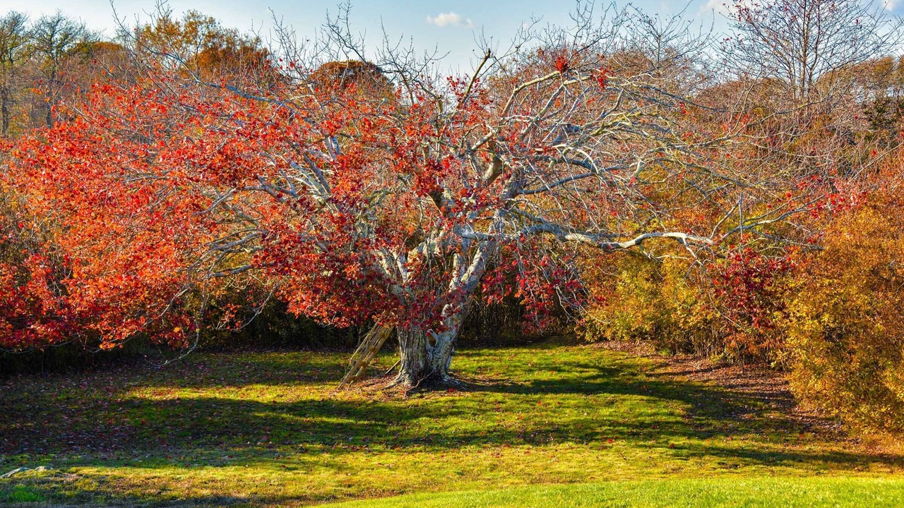 Photo of Others in Chilmark