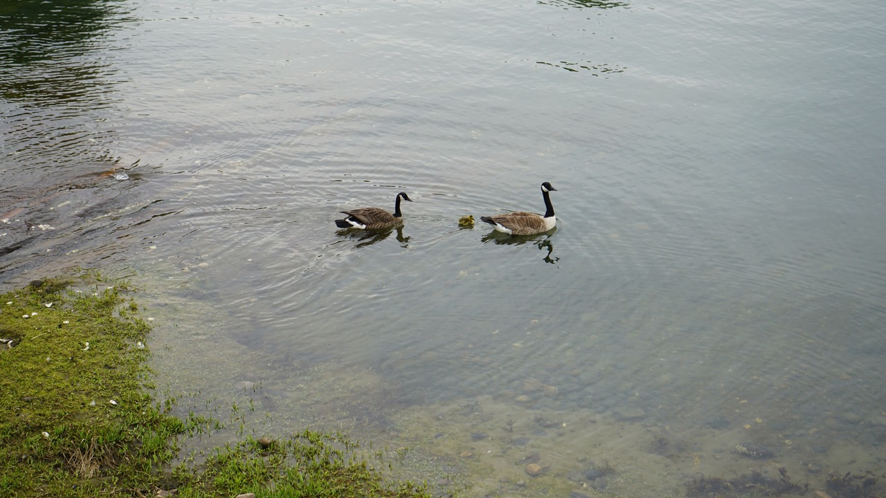 Photo of Others in Sebascodegan Island
