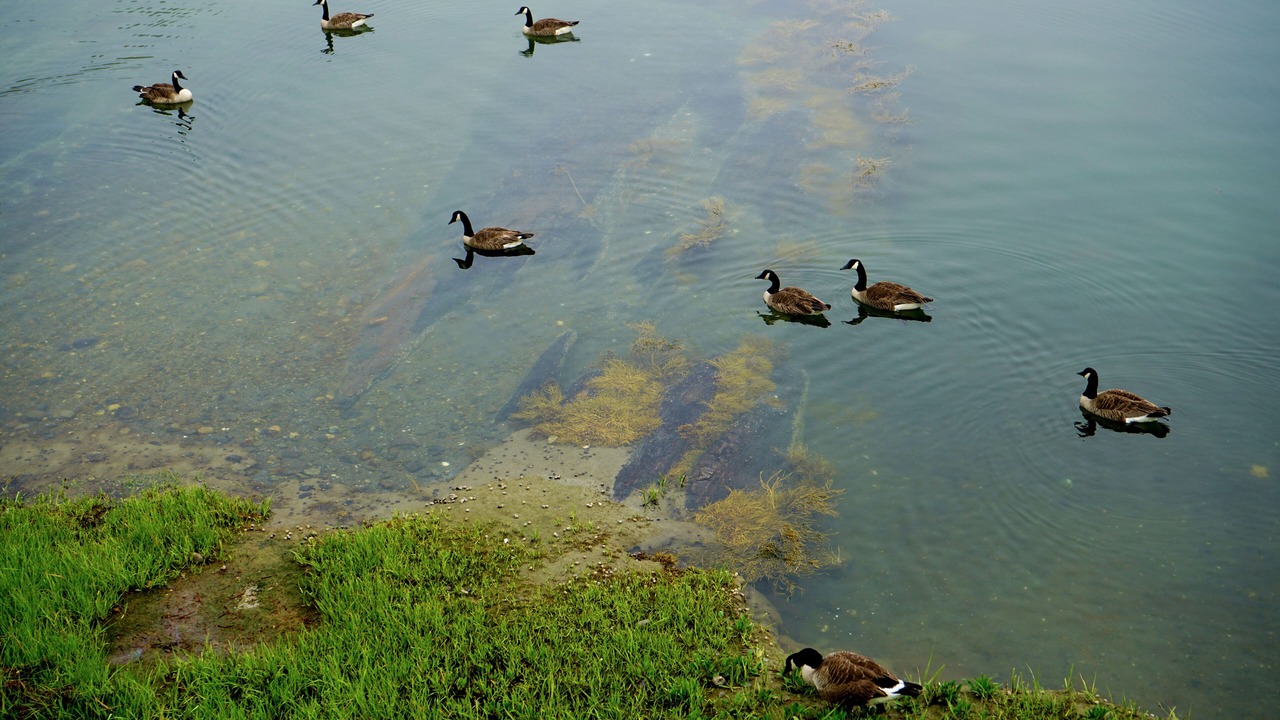 Photo of Others in Sebascodegan Island