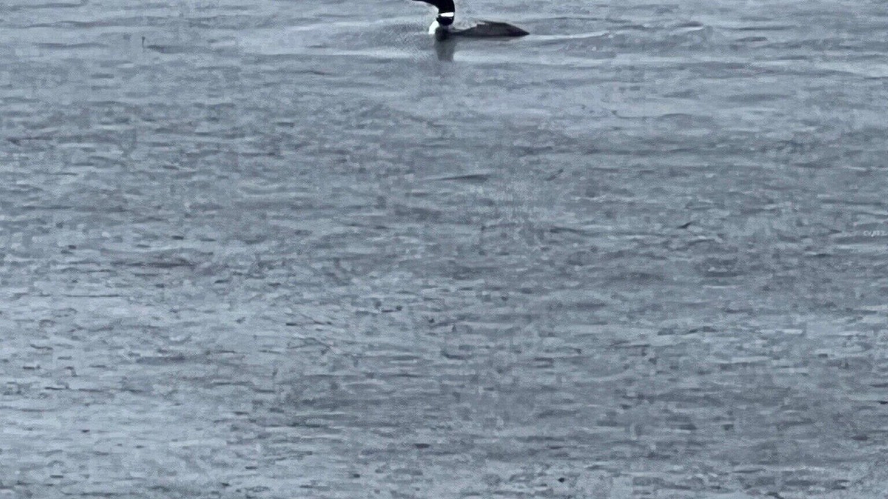 Photo of Others in Wolfeboro