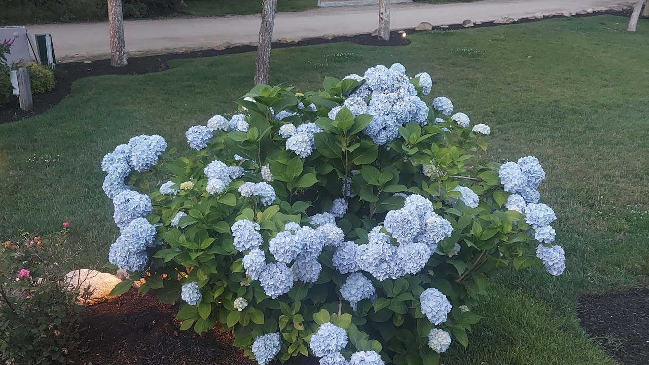 Photo of Outdoor in Edgartown