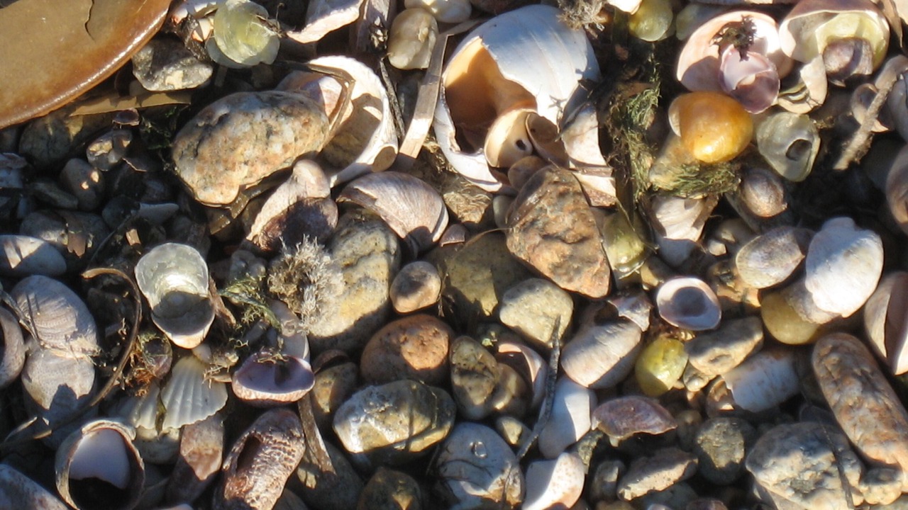 Photo of Others in East Falmouth