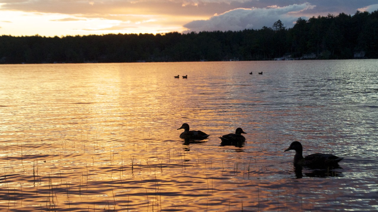 Photo of Others in Moultonborough