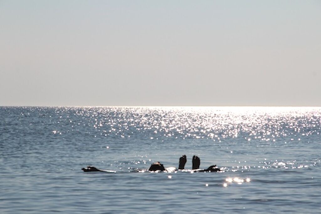 Photo of Others in Wellfleet