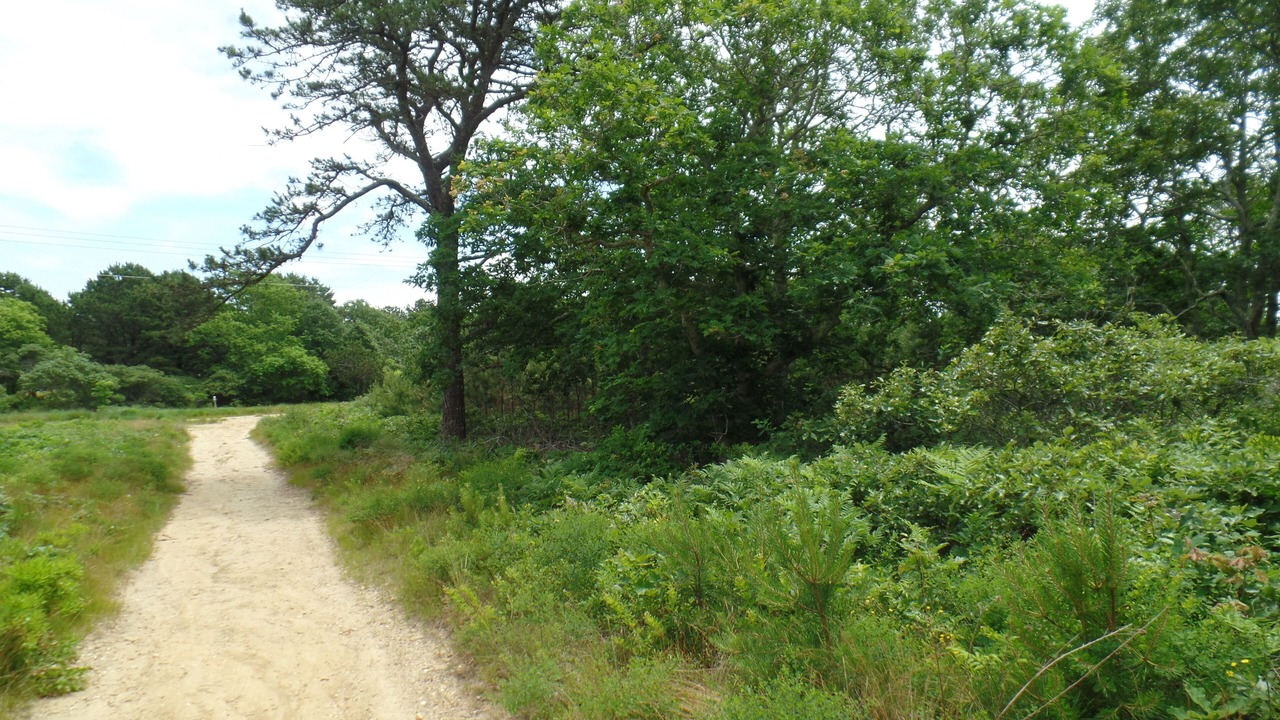 Photo of Others in Edgartown