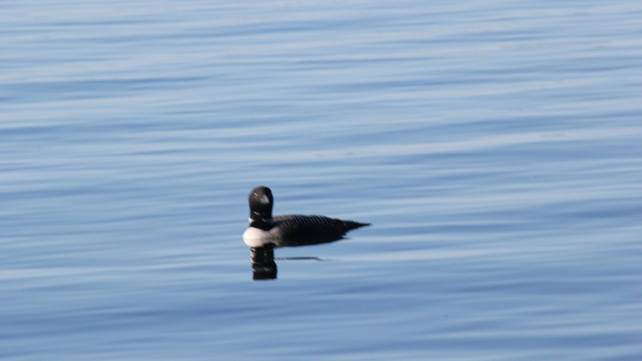 Photo of Others in South Casco