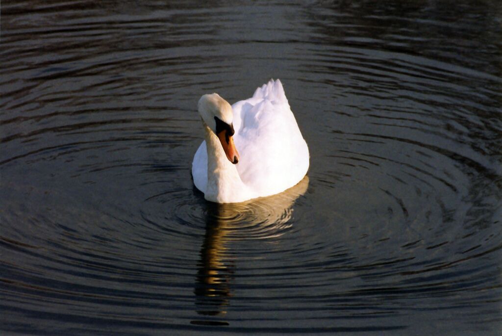 Photo of Others in Charlestown