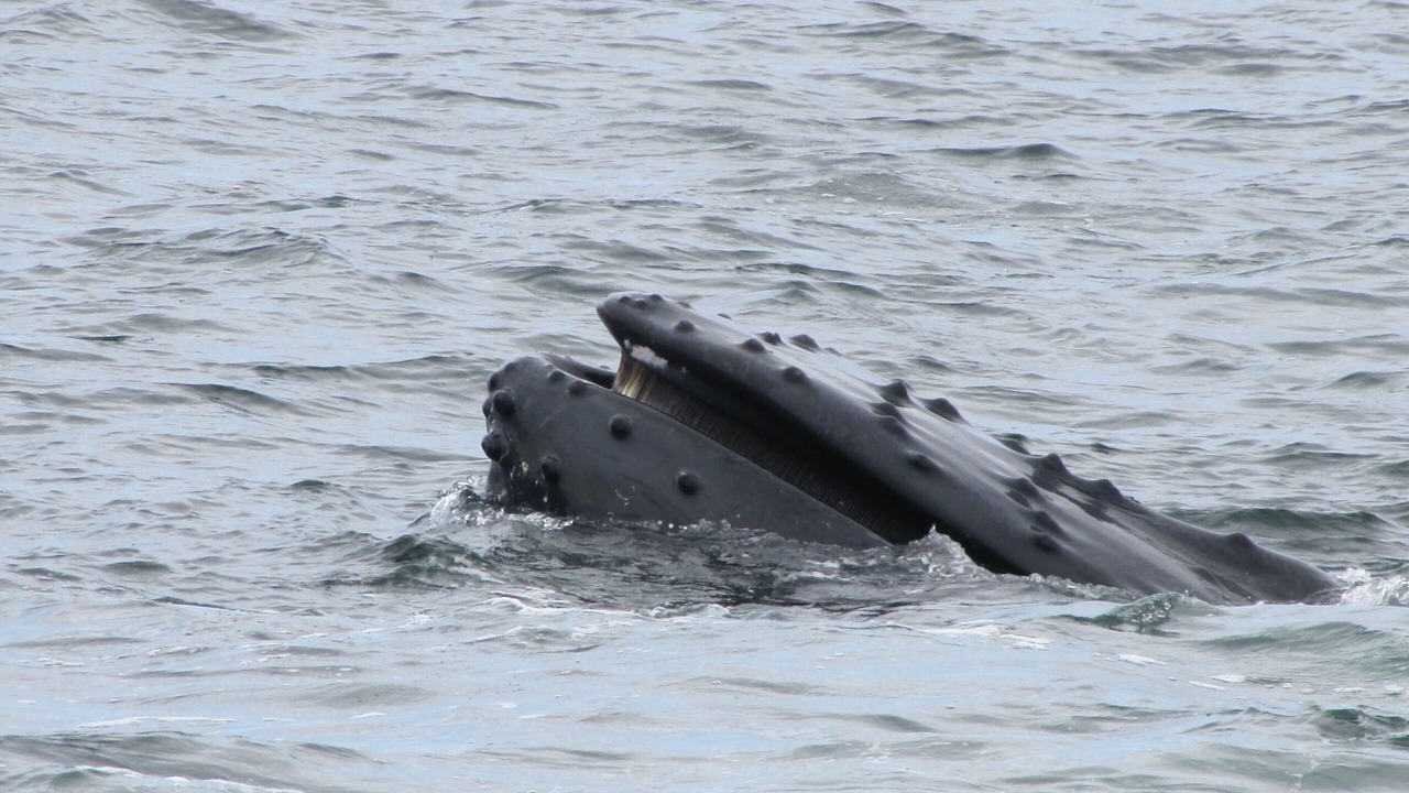 Photo of Others in Hyannis