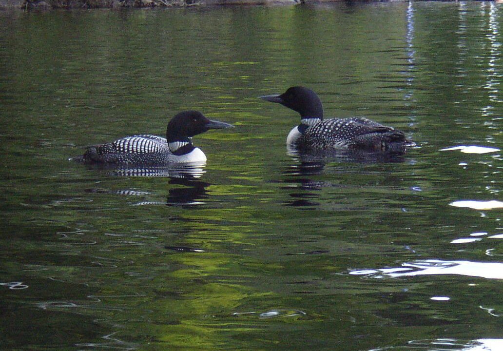 Photo of Others in Moultonborough