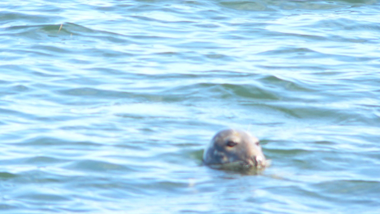 Photo of Others in Northwest Harwich