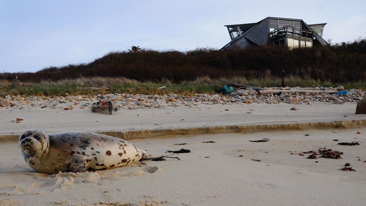 Photo of Others in Aquinnah