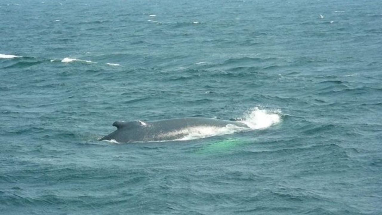 Photo of Others in Wellfleet