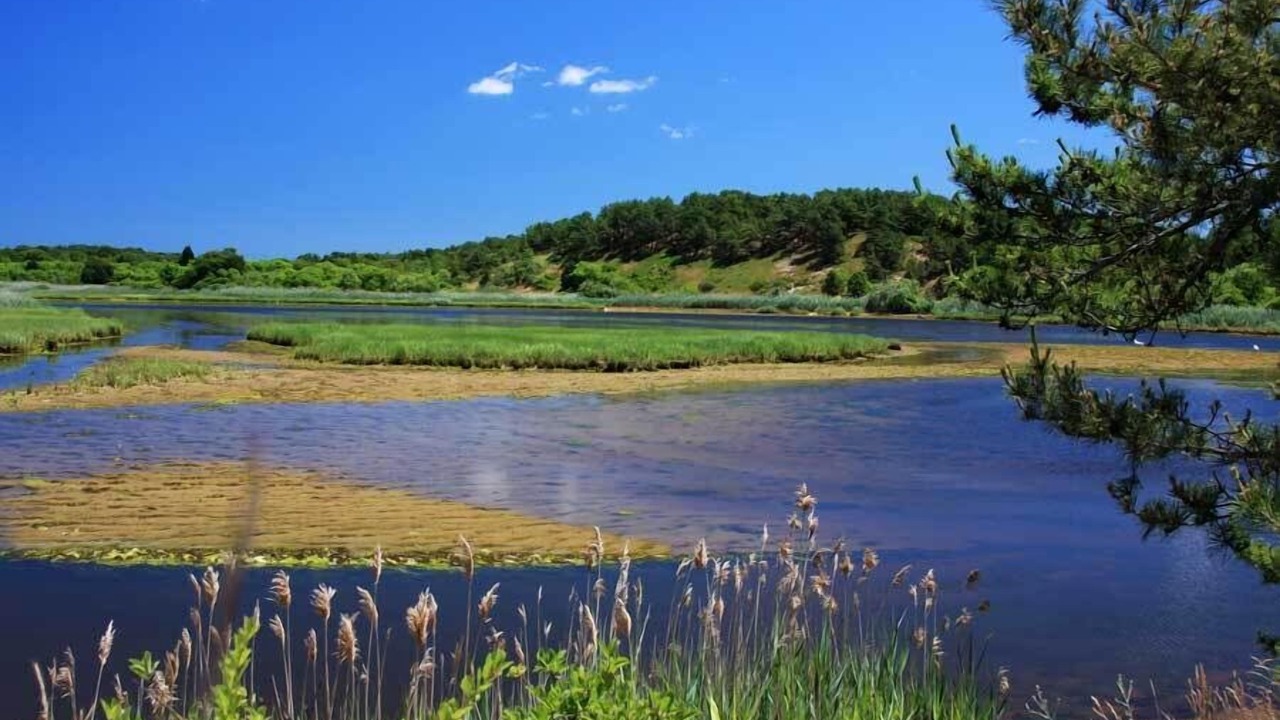 Photo of Others in Wellfleet