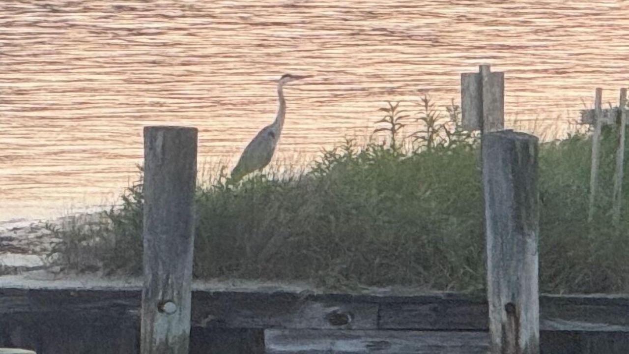 Photo of Others in Pipes Cove