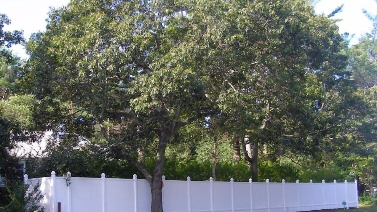 Photo of Others in Edgartown