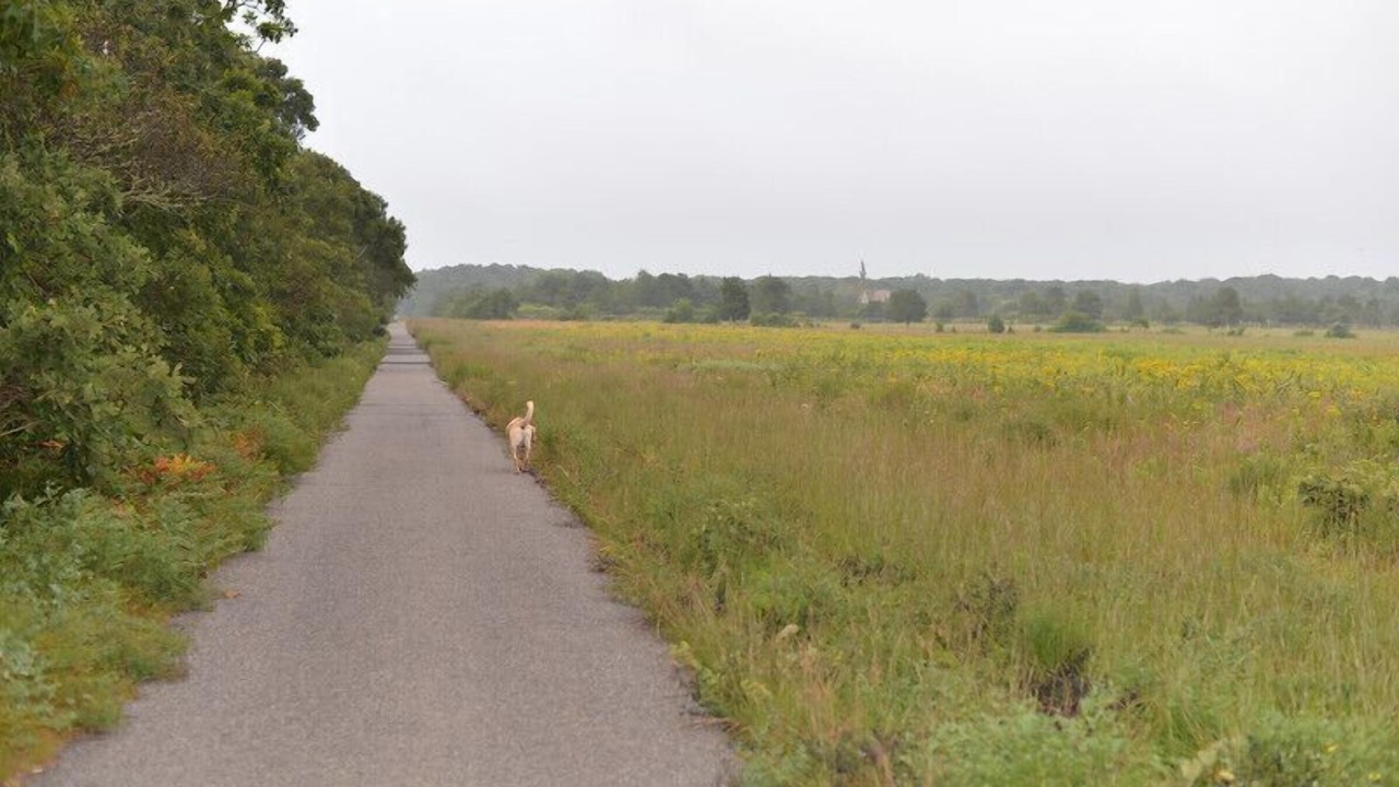 Photo of Others in West Tisbury