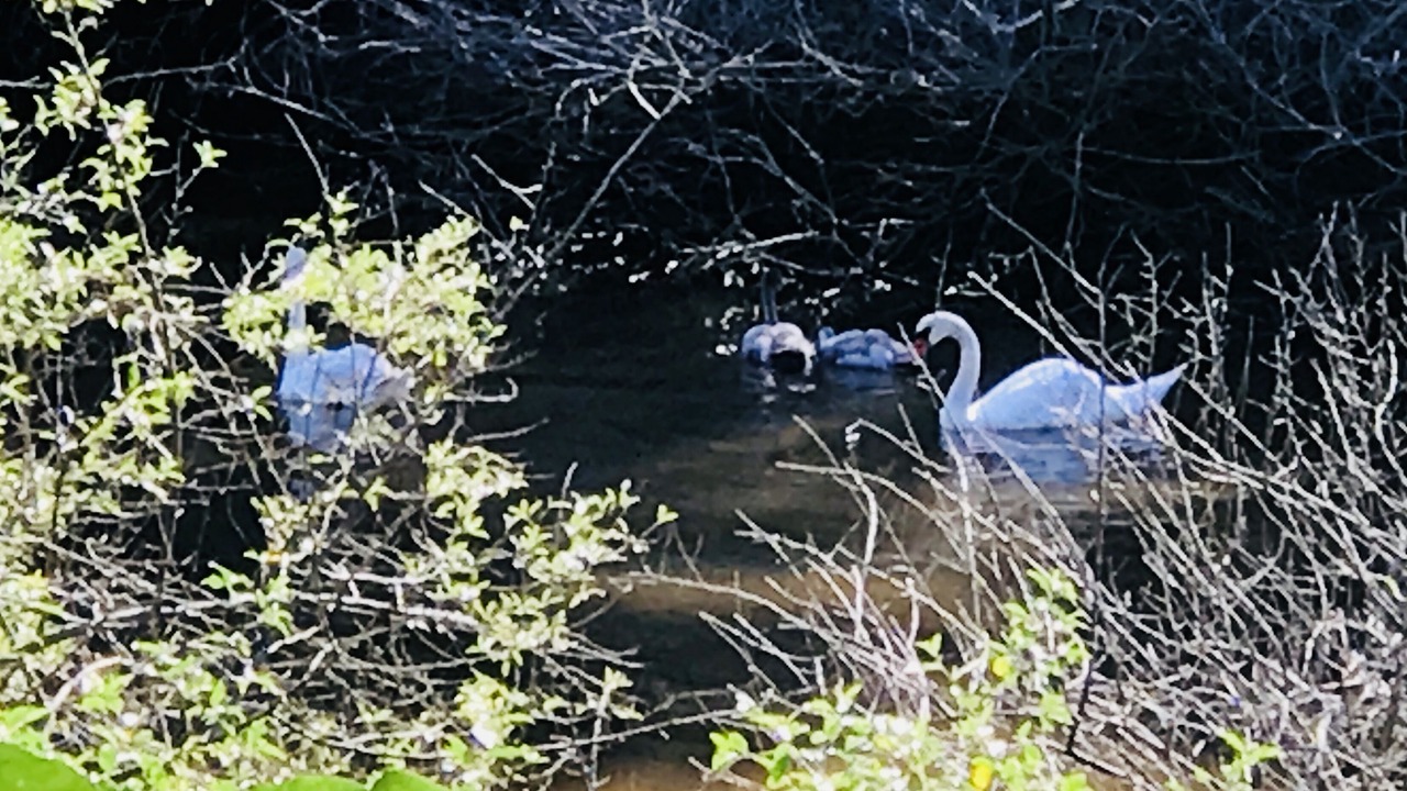 Photo of Others in Chatham
