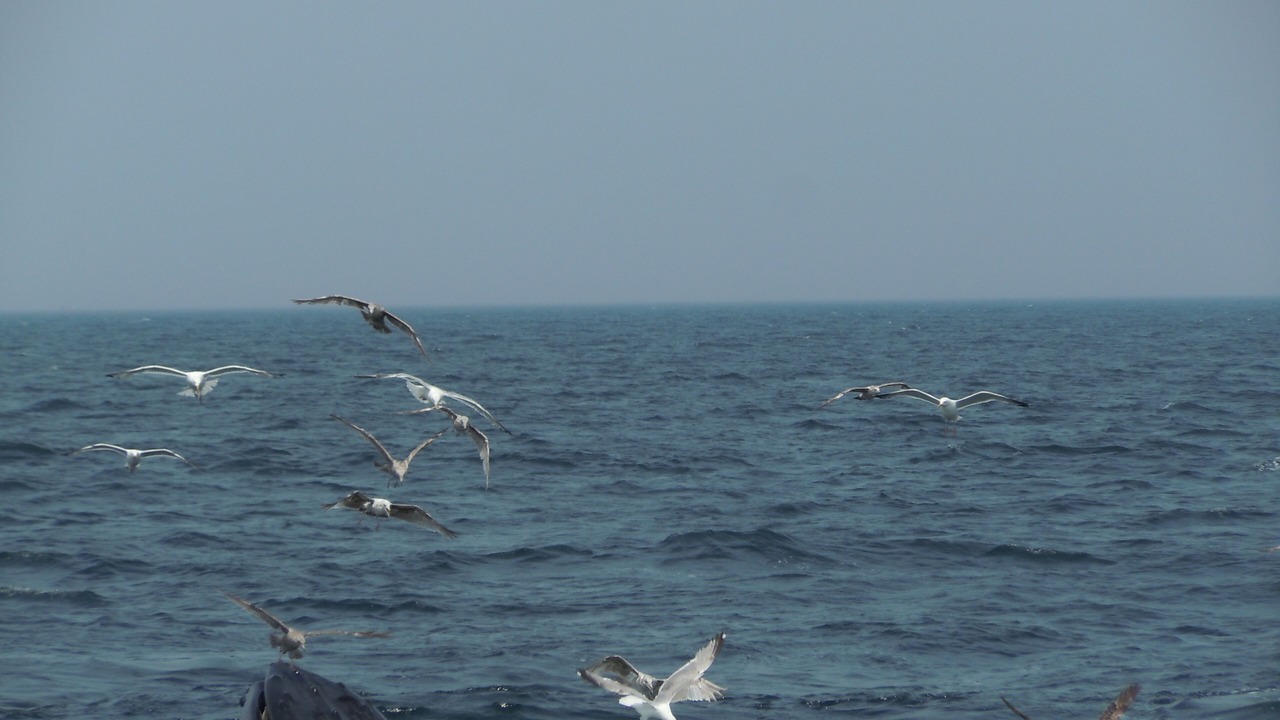 Photo of Others in West Chatham