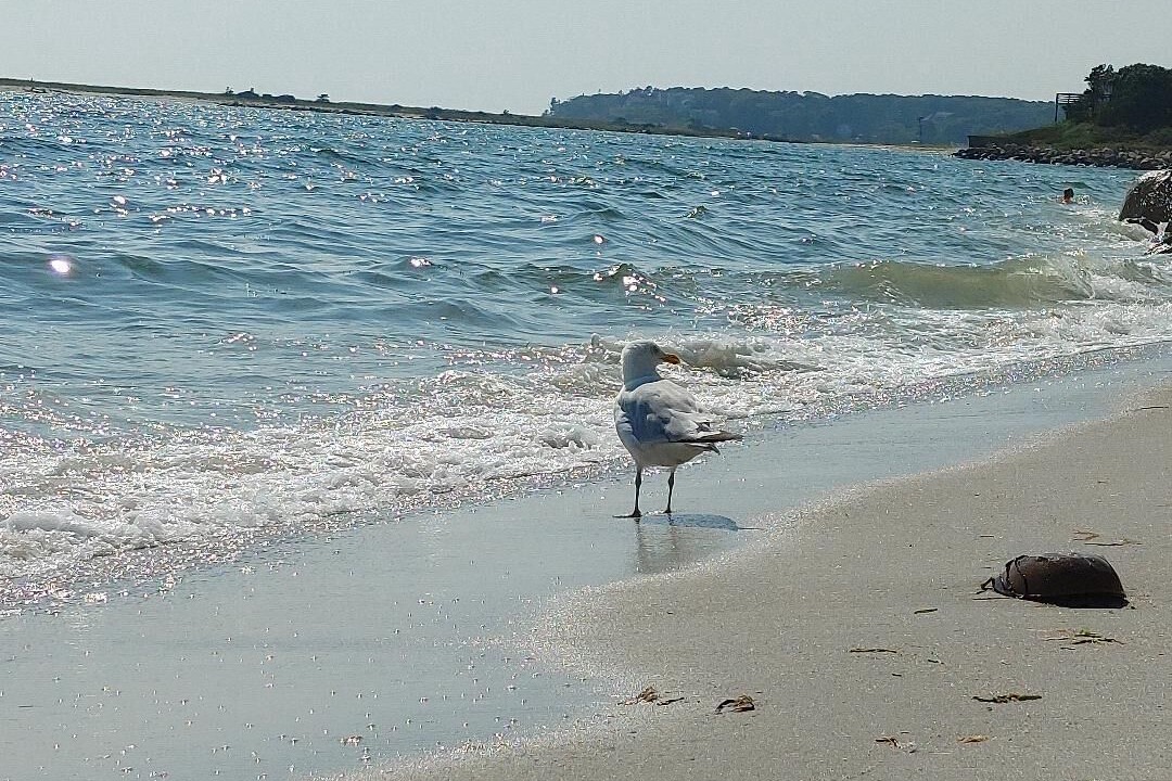 Photo of Others in West Chatham