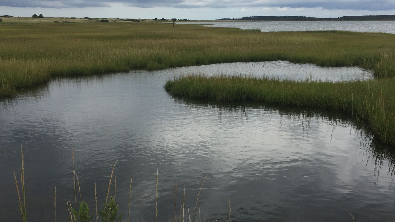Photo of Others in Tisbury