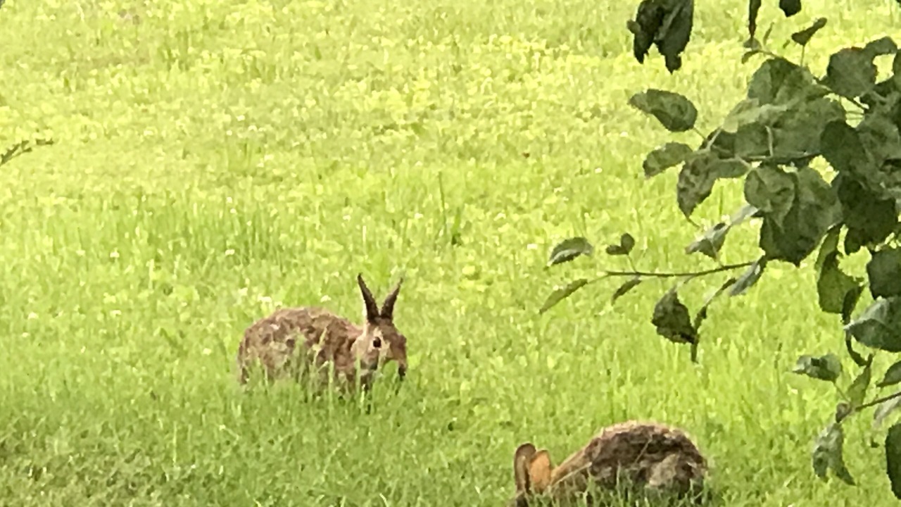 Photo of Outdoor in Lee