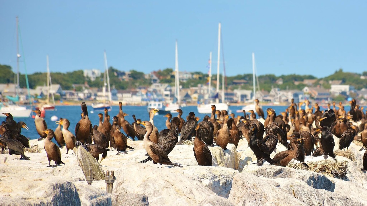 Photo of Others in Provincetown