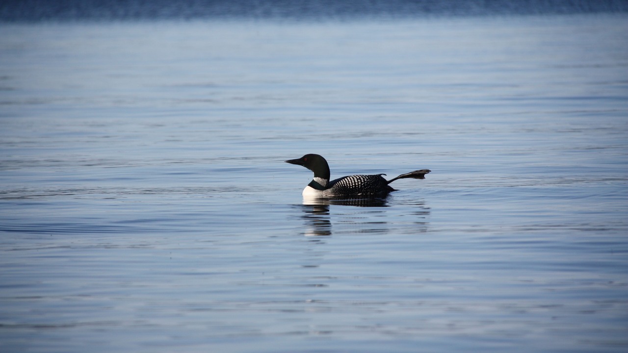 Photo of Others in Center Ossipee