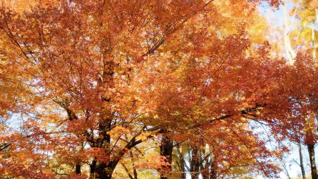 Photo of Outdoor in Gorham