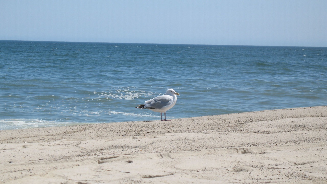 Photo of Others in South Orleans