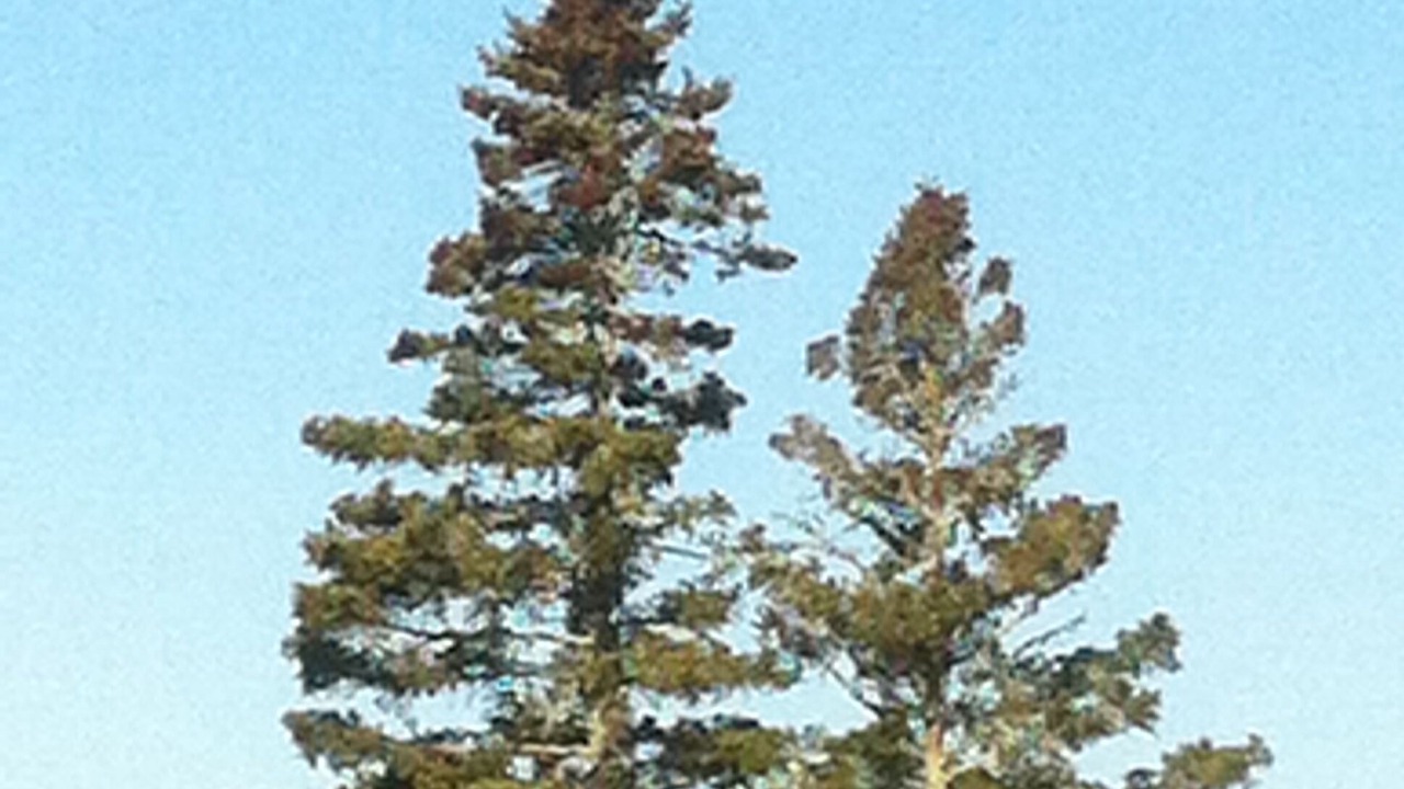 Photo of Others in Bass Harbor