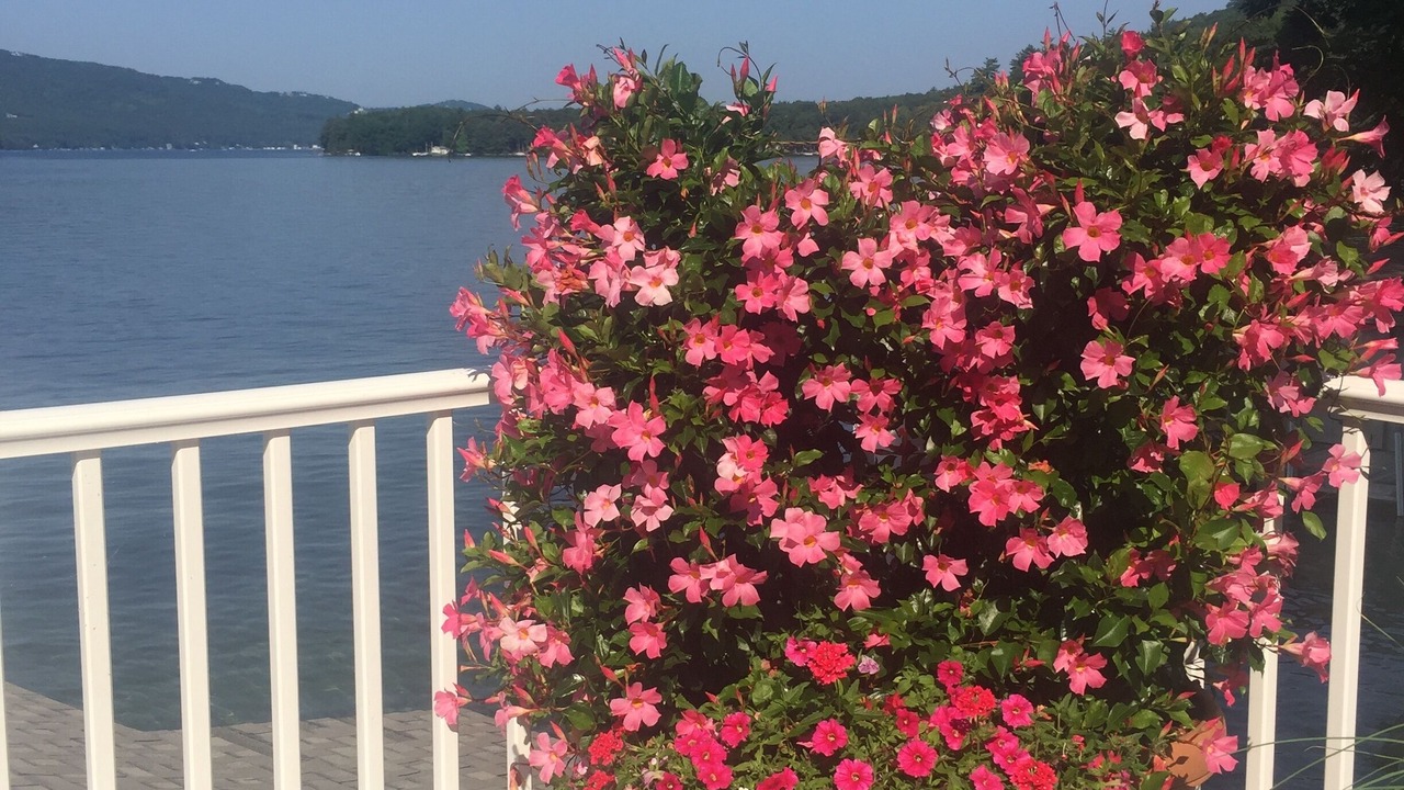 Photo of Outdoor in Alton Bay