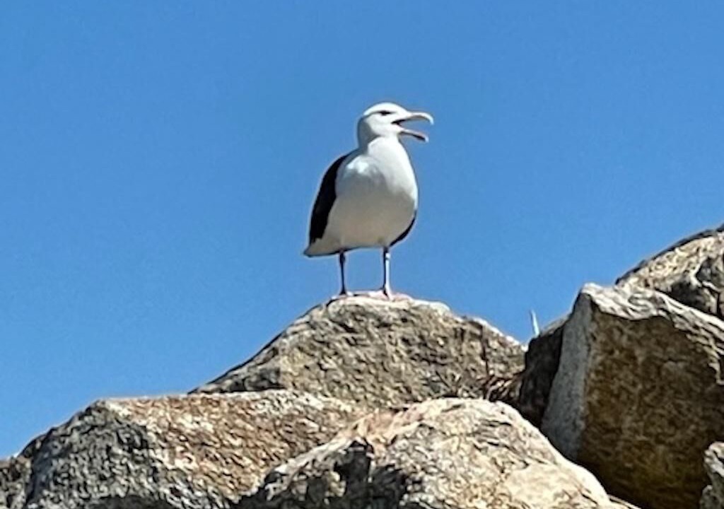 Photo of Others in North Truro