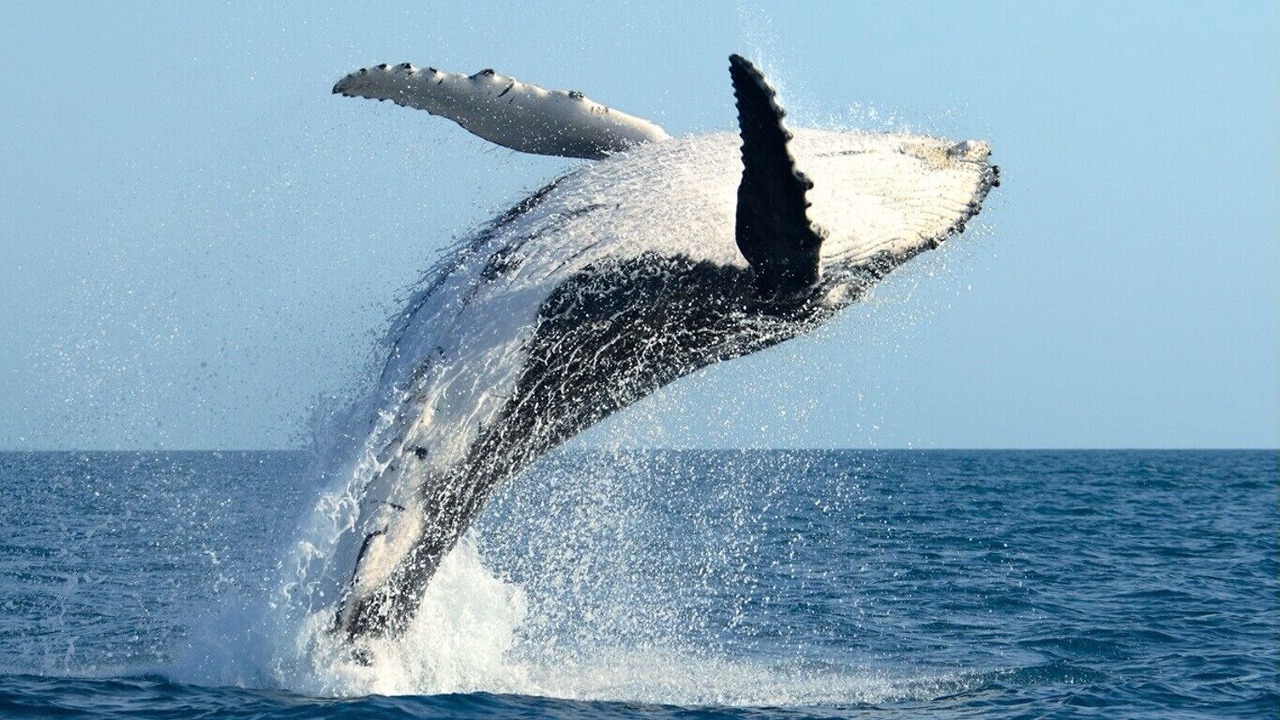 Photo of Others in Hyannis