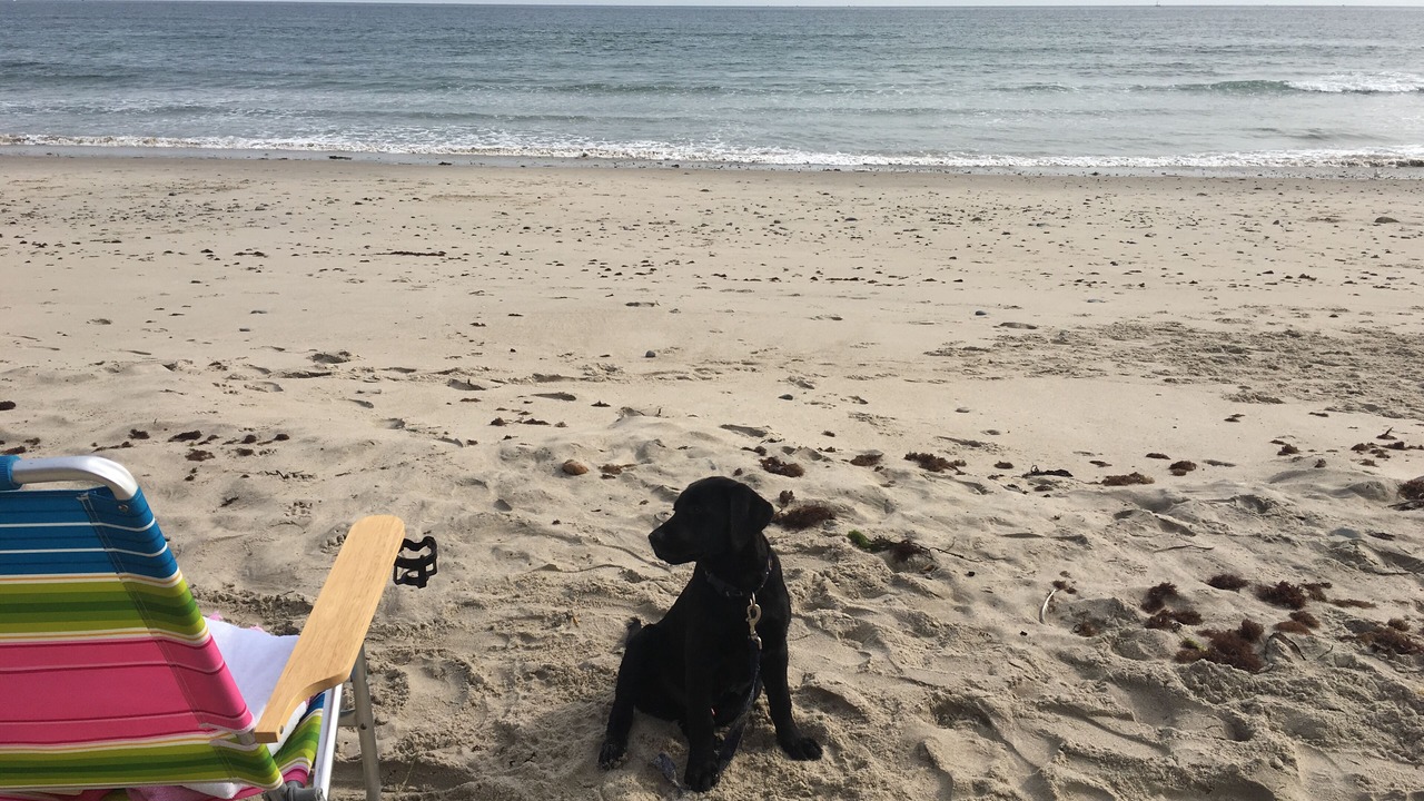 Photo of Others in Ocean Bluff-Brant Rock