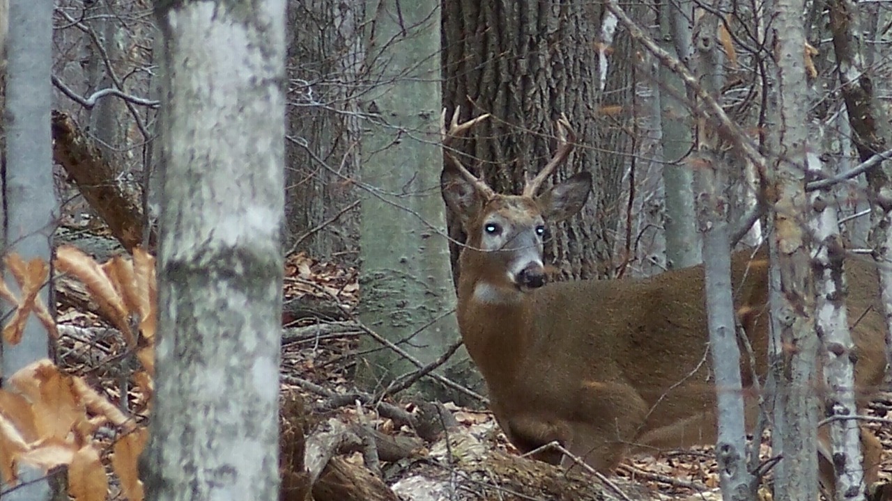 Photo of Others in Lanesville