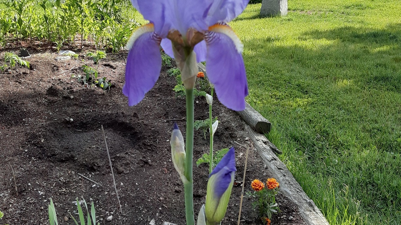 Photo of Outdoor in Sullivan