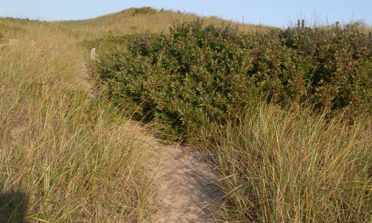 Photo of Others in Provincetown