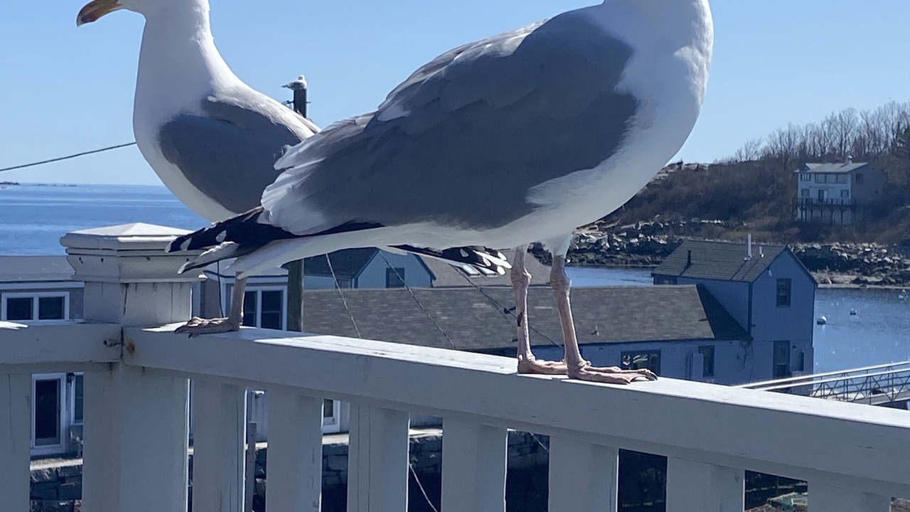 Photo of Outdoor in Rockport