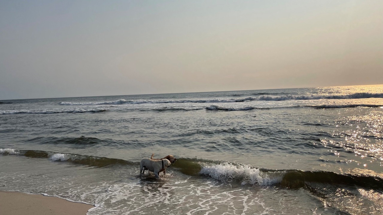 Photo of Others in Normandy Beach