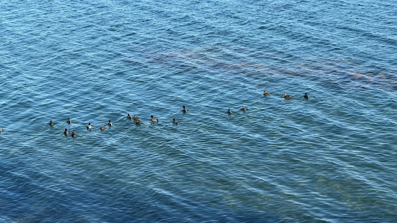 Photo of Others in Freeport