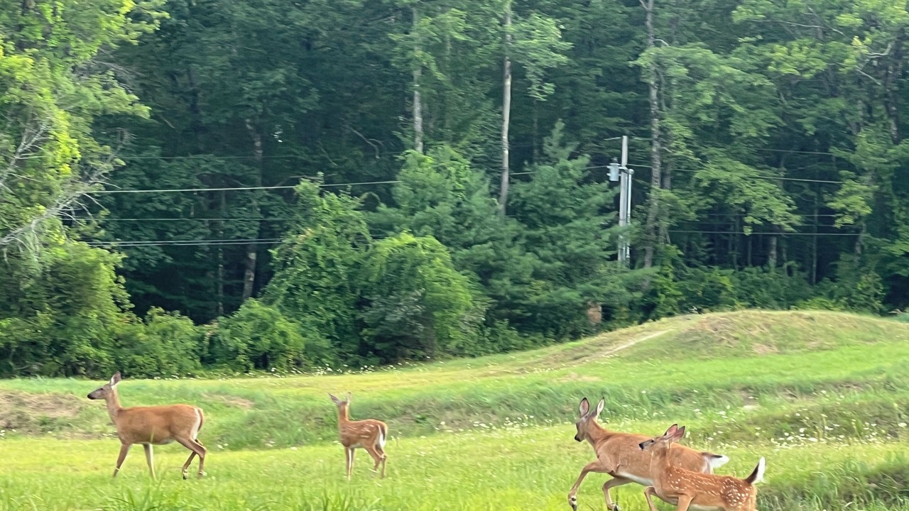 Photo of Others in Center Tuftonboro