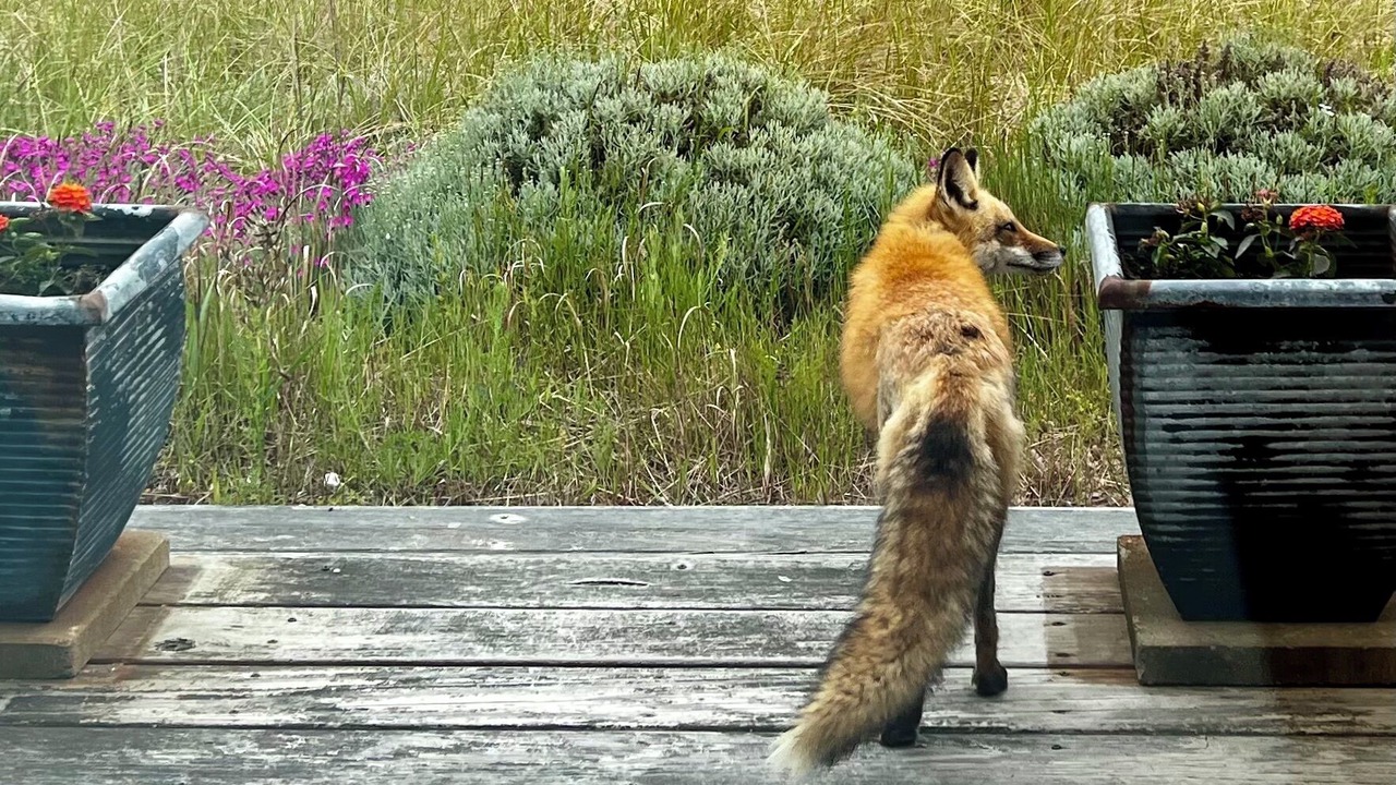 Photo of Outdoor in Provincetown