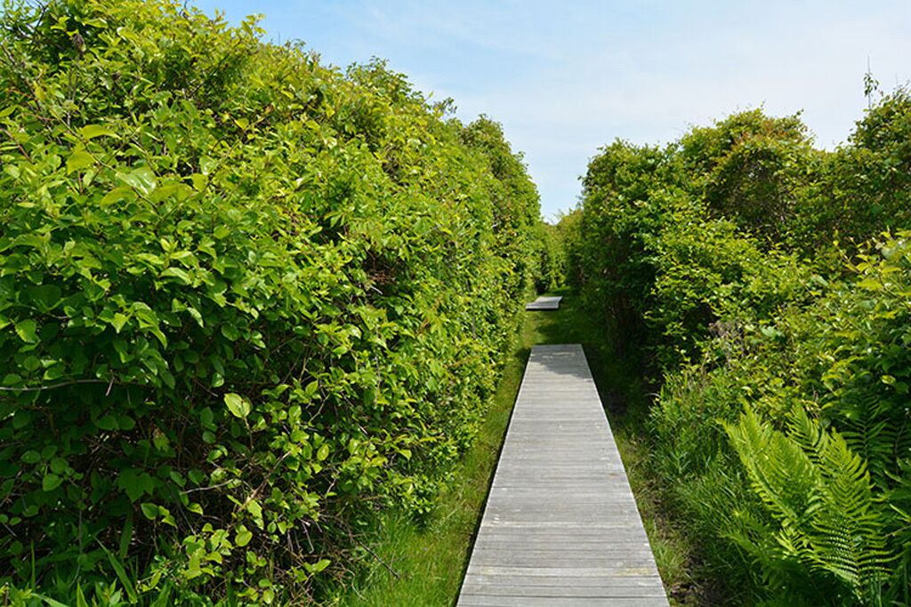Photo of Others in Aquinnah