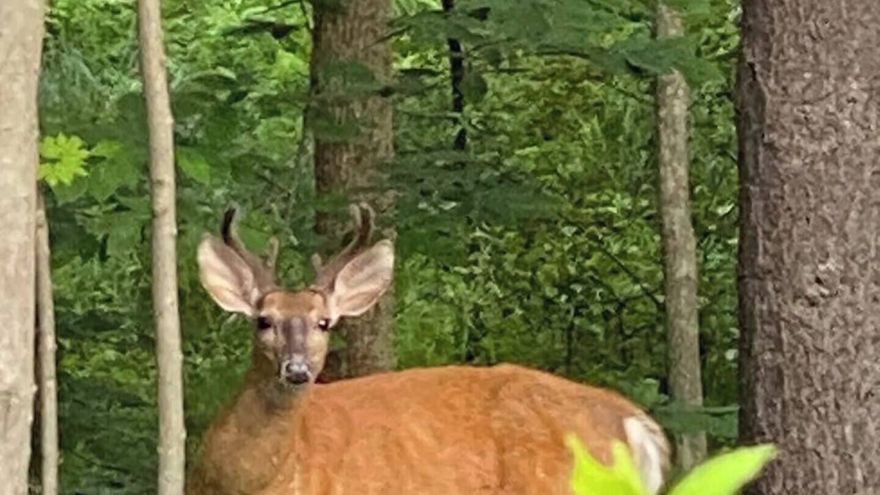 Photo of Others in Lake Arrowhead
