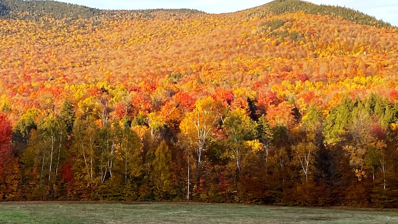 Photo of Others in Stowe